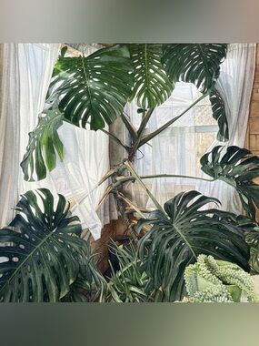 7.5 inch square Large Monstera Botanical Art Print - Green Tropical plant